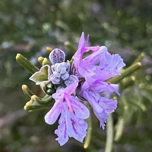 ニチニチソウ,ローズマリー,ミニバラ,ミニ薔薇♡,這性ローズマリーの画像