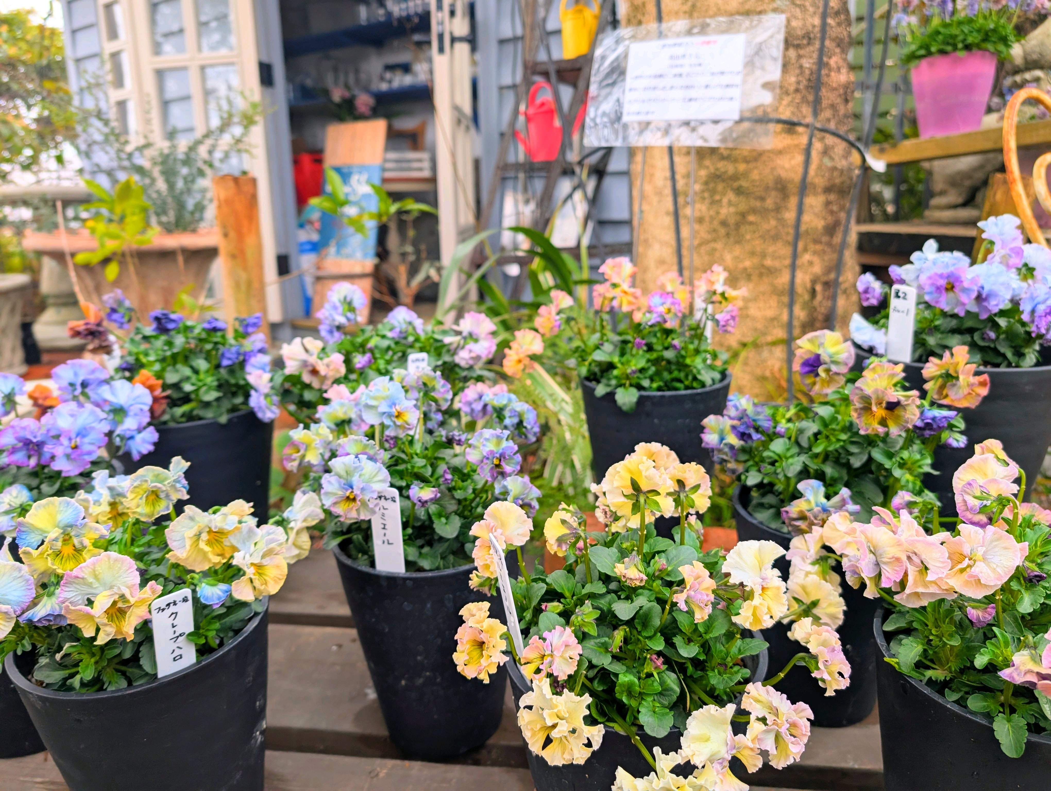 第17回 個人育種パンジー・ビオラ作品展｜🍀GreenSnap（グリーンスナップ）