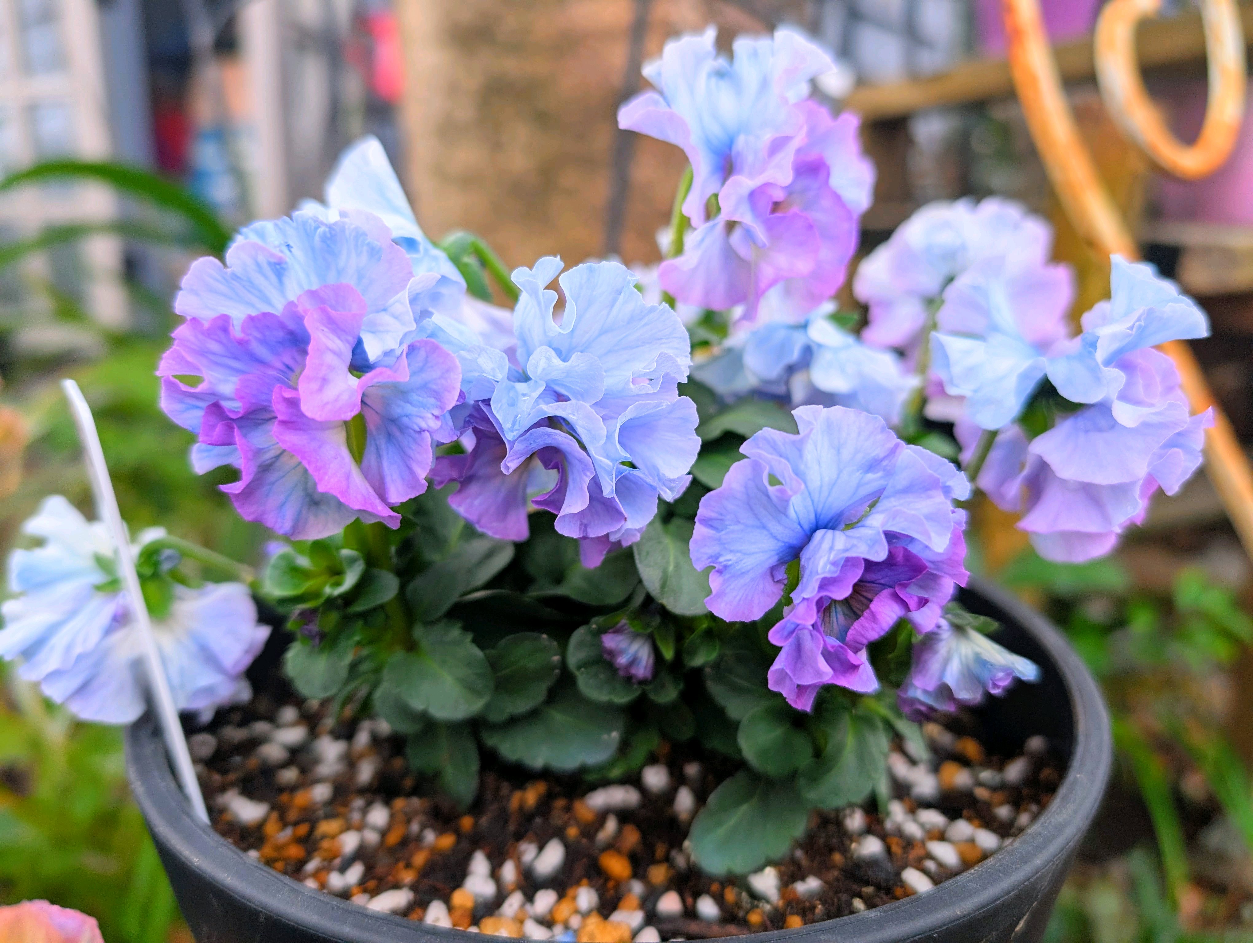 第17回 個人育種パンジー・ビオラ作品展｜🍀GreenSnap（グリーンスナップ）