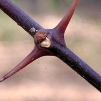 サンショウ,サンショウの実,サンショウの冬芽・葉痕,GSに感謝。,植物観察の画像