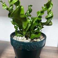 アスプレニウム,アスプレニウム,観葉植物,観葉植物のある暮らし,我が家のかわい子ちゃん♡の画像