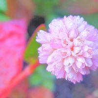 ヒメツルソバ,ポリゴナム（ヒメツルソバ）,お花,ピンクの花の画像