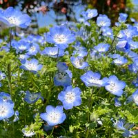 ネモフィラ,ネモフィラ・インシグニスブルー,フェリシア,ひたち海浜公園ネモフィラ,幸せの青い花の画像