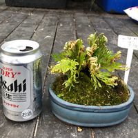 イワヒバ,観葉植物,シダ植物,山野草,花のある暮らしの画像