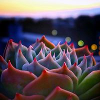 プリズム,スカイワールド,M's Succulent Memories,多肉植物,朝焼けの画像