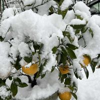 イチイ,甘夏,寒波,2018豪雪の記録の画像