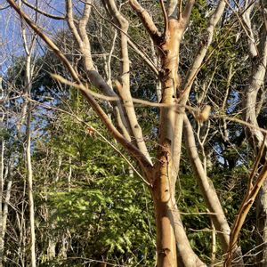 ヒメシャラ,ヒメシャラ,牧野植物園,素敵な出会い,季節を楽しむの画像