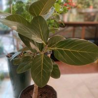 ベンガレンシス,フィカス ベンガレンシス,ダイソー,冬越し,今日のお花の画像