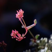 サルメントーサ,多肉植物,多肉植物の花,植中毒,庭のある暮らしの画像