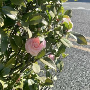 街の植栽,植物散歩,街中の植物の画像