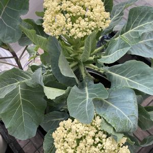 カリフローレ,カリフローレ,水耕栽培,種から,無農薬野菜の画像