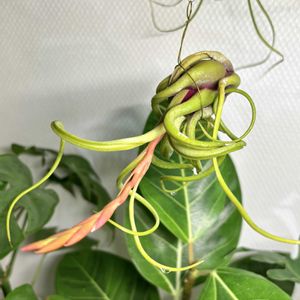 観葉植物,初心者,エアープランツ/チランジア,カブトメデューサの画像