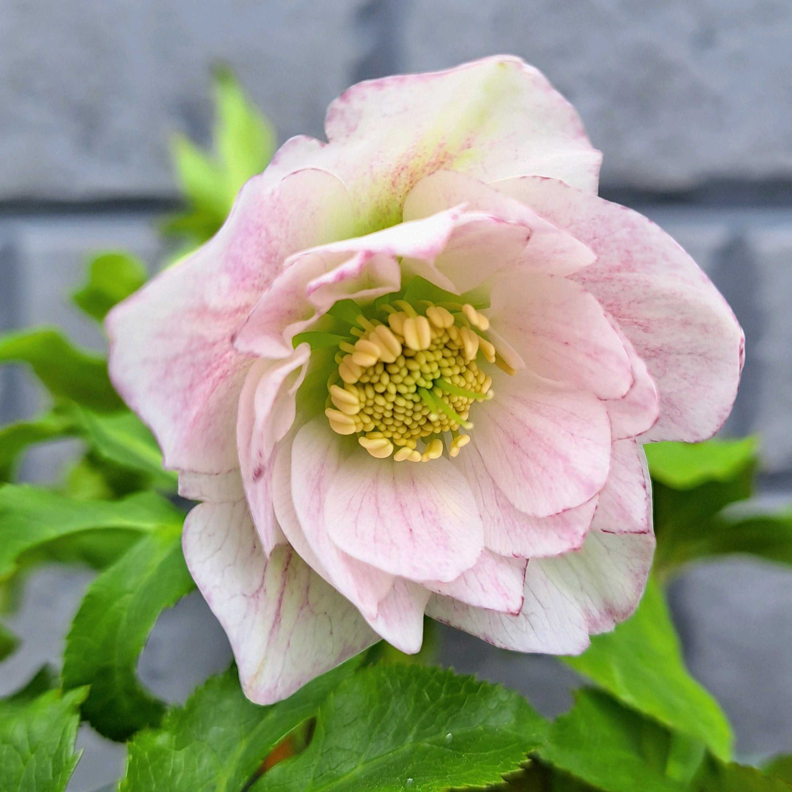 クリスマスローズ ウィンターヴィーナスの一覧｜🍀GreenSnap（グリーン