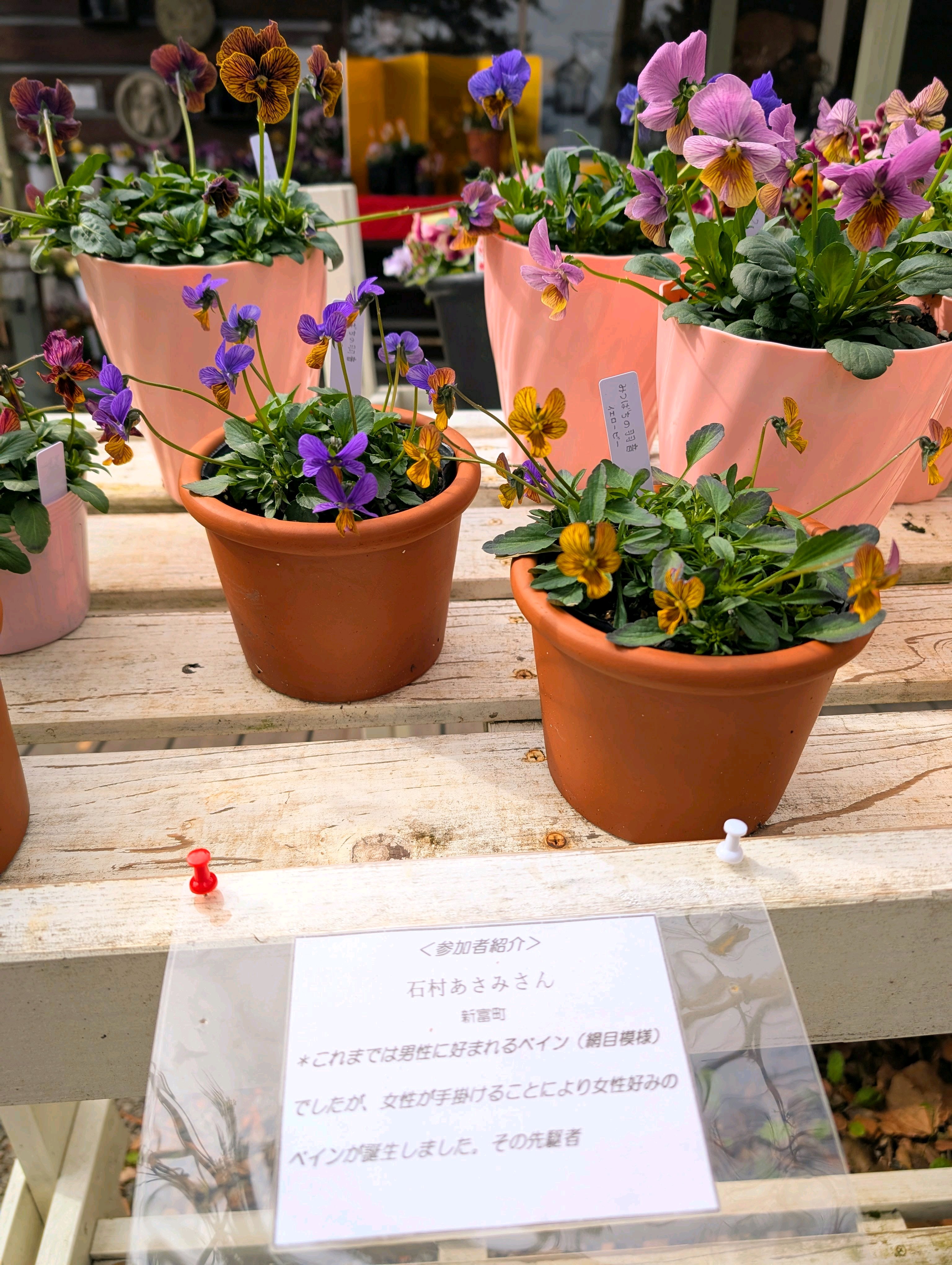 第17回 個人育種パンジー・ビオラ作品展｜🍀GreenSnap（グリーンスナップ）