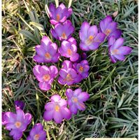クロッカス,ステキ☆,癒し…♡,今日のお花,か〜わい〜の画像