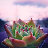 M's Succulent Memories,多肉植物,朝焼け,フローラ,HOME SWEET HOMEの画像