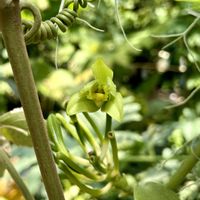 バニラ,ラン科,京都府立植物園,一日花,スパイスの画像