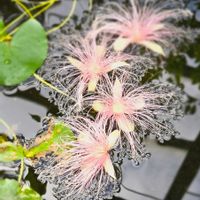 サガリバナ,サワフジ,下がり花,季節の花,熱帯植物の画像