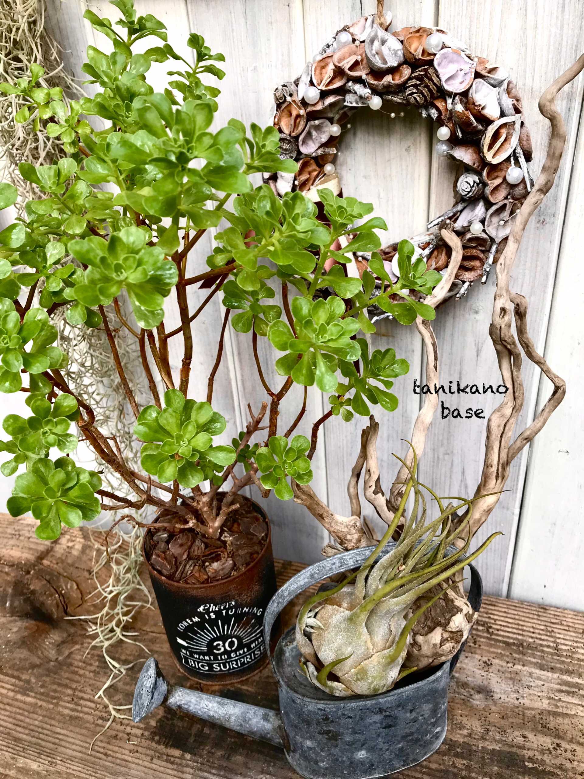 キリンドロオプンチア属の一覧｜🍀GreenSnap（グリーンスナップ）
