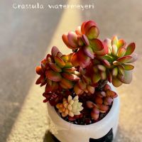 ワテルメイエリー,寄せ植え,多肉植物,多肉植物寄せ植え,多肉寄せ植えの画像