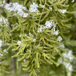 カニクサ,観葉植物,シダ植物,雑草,つる性植物の画像