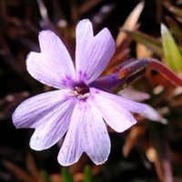 シバザクラ,芝桜,アベリア,アベリア,百日紅の実の画像