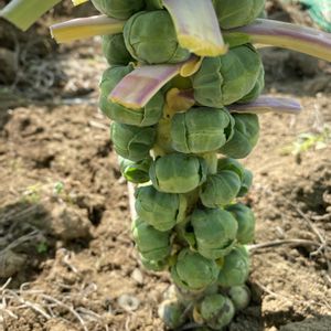 フラワーアレンジ,ドライフラワーいろいろ,芽キャベツ,家庭菜園,ベランダの画像