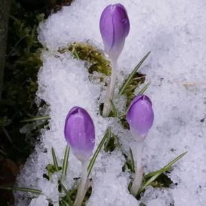 クロッカス,小さな畑,今日のお花,玄関アプローチ,庭の画像