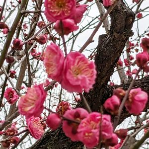 タイワンツバキ,コウバイ（紅梅）の画像