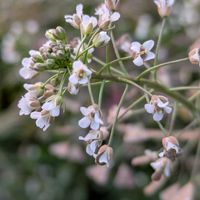 ナズナ,ナズナ,花のある暮らし,植物好き,自然の不思議の画像