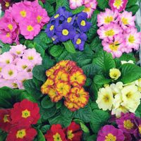 プリムラジュリアンの画像