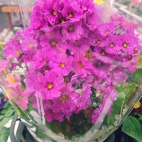 プリムラ マラコイデスの画像