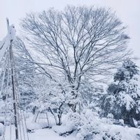 ケヤキ,唐崎松,兼六園の画像