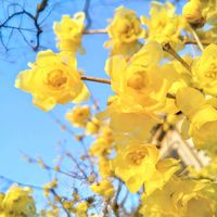 ロウバイ,蝋梅,蝋梅(ロウバイ),お花,そらの画像