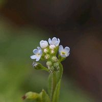 キュウリグサ,山野草の画像