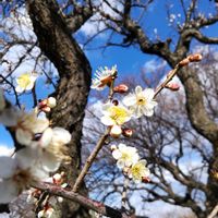 ウメ,シバザクラ,シバザクラ,梅の花,白梅の画像