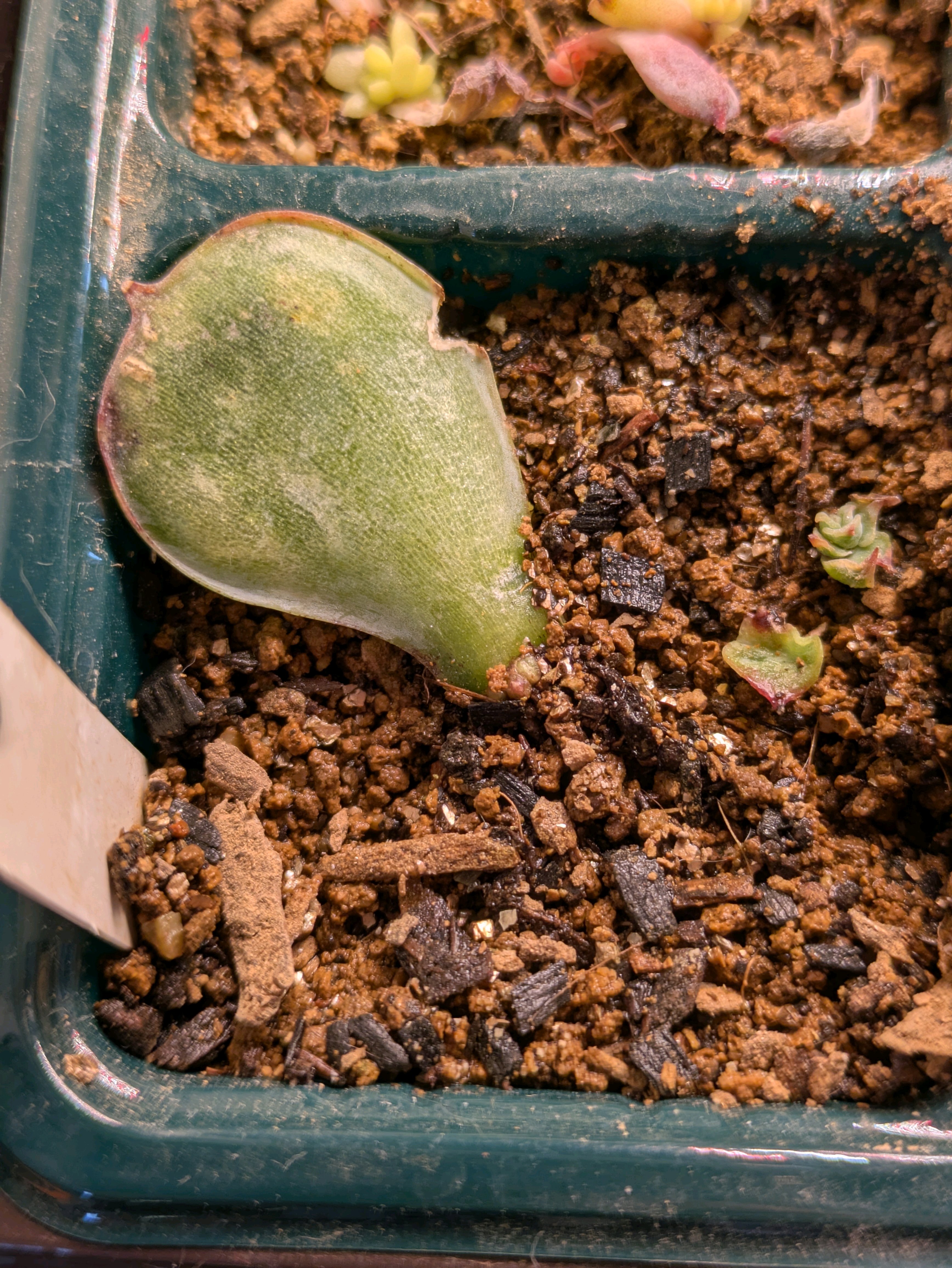 Kamiさん苗 桃乃神の記録｜🍀GreenSnap（グリーンスナップ）