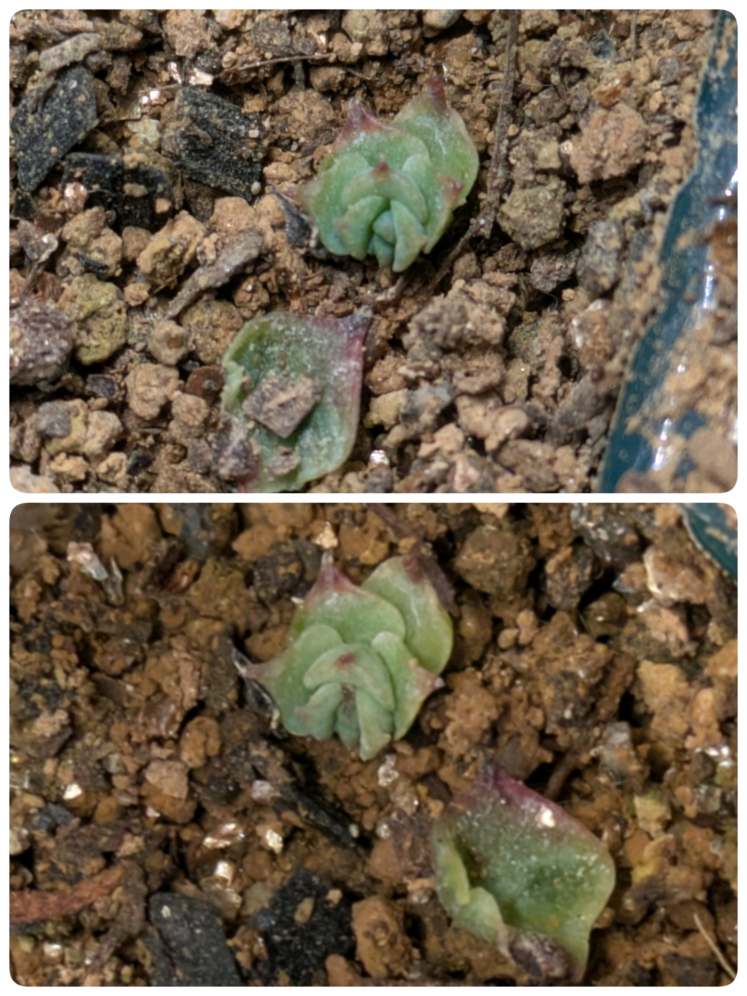 Kamiさん苗 桃乃神の記録｜🍀GreenSnap（グリーンスナップ）