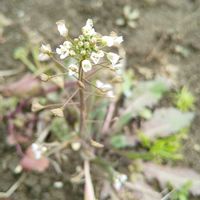 ナズナ,野草,畑のお手伝いの画像