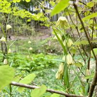 バイモ,バイモユリ,原種シクラメン コウム,寄せ植え,山野草の画像