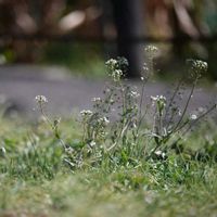 オオイヌノフグリ,オオイヌノフグリ,ナズナ,ナズナ,トキワガキの画像