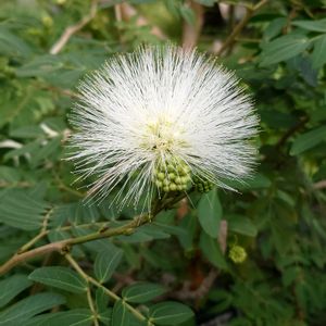 ネムノキ,癒される,感謝,花のある暮らし,フラワーパークの画像