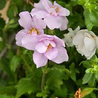 バコパ,ステラ・スコピア,感謝,花のある暮らし,いつまでもの画像