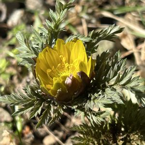 福寿草,福寿草,福寿草,実家の畑,スプリングエフェメラルの画像