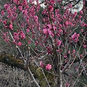 ウメ,胡蝶蘭,梅の花,早咲き桜,梅(うめ)の画像