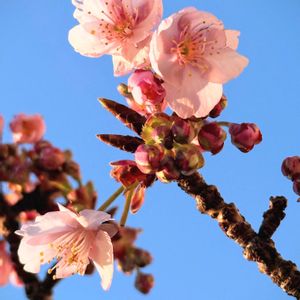 手作り,バラ科,千本桜,素敵な花壇,大島小松川公園の画像