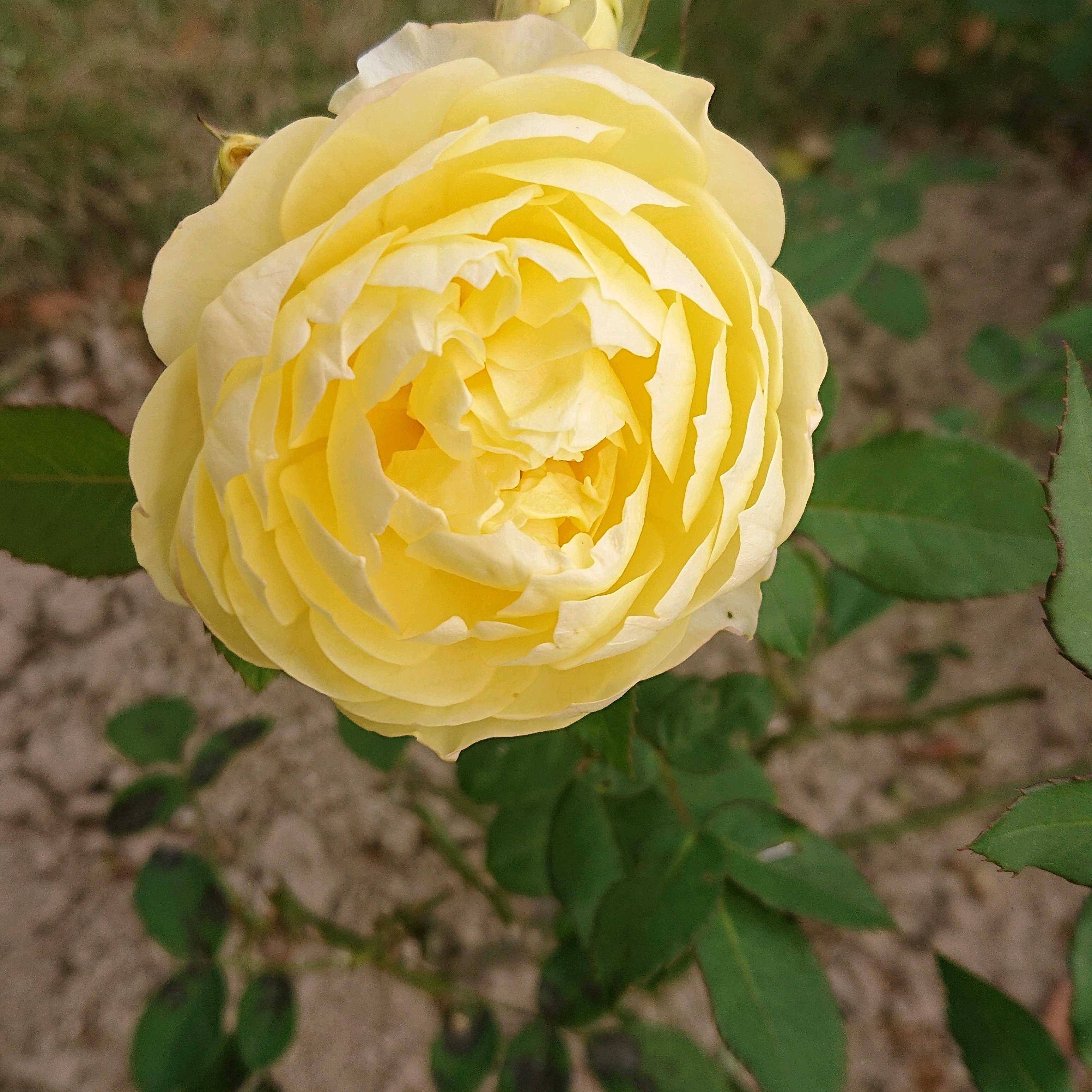 おはようございます！+4572 Good Morning my friends