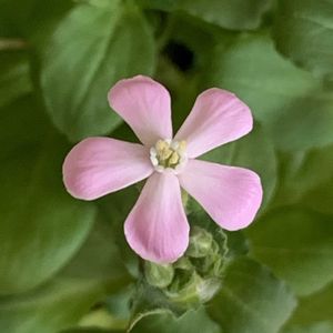 シレネライトピンクパンサー,ガーデニング,花のある暮らし,ナチュラルスタイル,おうち園芸の画像