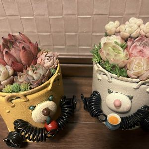 多肉,寄せ植え,多肉の寄せ植え,ガーデンピック,リメイクの画像