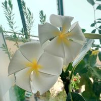 プルメリア,窓際,花のある暮らし,冬越し,おうち園芸の画像